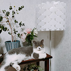 棚/世界猫の日/世界猫の日は8月8日/IKEAのインテリア実例 - 2022-08-08 22:20:44