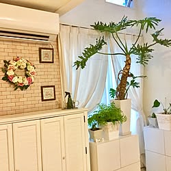 リビング/DIY/100均/ダイソー/観葉植物...などのインテリア実例 - 2017-07-11 06:59:31