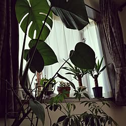 棚/DIY/植物のインテリア実例 - 2017-03-03 11:55:01