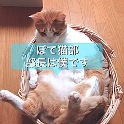 部屋全体/ぽて猫部部員募集/猫と暮らす/猫/ねこ部...などのインテリア実例 - 2016-03-15 22:12:41