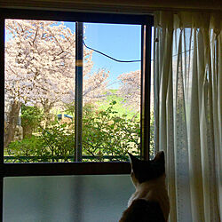 リビング/桜が満開/ねこと暮らす。/窓からの眺め/借景...などのインテリア実例 - 2018-03-31 07:43:15