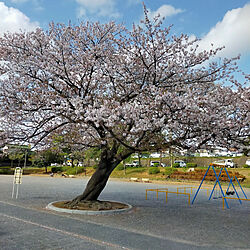 桜のインテリア実例 - 2021-04-03 09:04:02