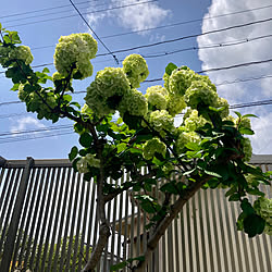 庭の花/大手毬/ガーデニングが好き/家族に感謝♡/いいね＆フォローありがとうございます♡...などのインテリア実例 - 2023-04-17 15:47:17