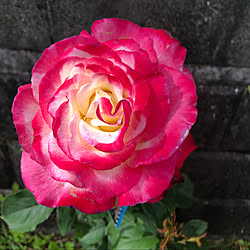 薔薇のある暮らし/庭/ガーデニング/薔薇/薔薇が好き...などのインテリア実例 - 2021-05-02 23:02:05