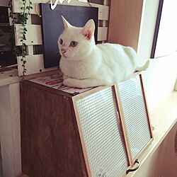 リビング/DIY/白猫さんのインテリア実例 - 2017-07-04 07:59:48