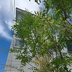 玄関/入り口/片流れ屋根/青空/日替わり投稿企画!木曜日/植物...などのインテリア実例 - 2017-07-06 18:17:19