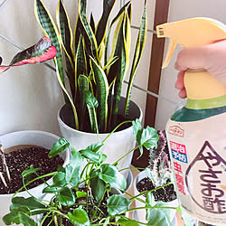 壁/天井/多肉植物のある生活/多肉植物のある暮らし/観葉植物のある生活/観葉植物のある暮らし...などのインテリア実例 - 2024-05-04 23:21:54