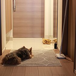 犬/IKEA/pappelina/玄関/入り口のインテリア実例 - 2021-04-10 09:43:55