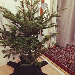 リビング/クリスマスツリー/IKEAのインテリア実例 - 2015-11-24 21:57:49
