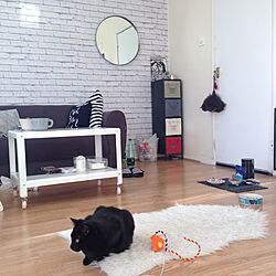 リビング/猫/黒猫/H&M HOME/IKEA...などのインテリア実例 - 2015-01-16 05:32:00