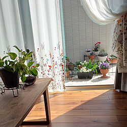 部屋全体/植物のある暮らし/植物と暮らす/植物が好き/中庭テラス...などのインテリア実例 - 2021-03-14 09:40:18