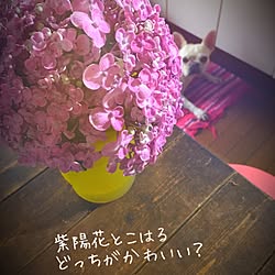 机/我が家の紫陽花/愛犬/フレンチブルドックのインテリア実例 - 2016-07-21 10:58:02