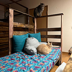 猫と暮らす/猫と暮らす家/デイベッドDIY/ねこのいる日常/ベッド周りのインテリア実例 - 2023-04-09 23:56:28