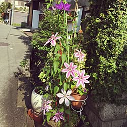 棚/多肉ちゃん/ウンベラータ/多肉植物/グロネンダール...などのインテリア実例 - 2015-05-01 08:17:24