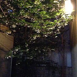 玄関/入り口/中庭のインテリア実例 - 2013-05-13 19:05:02