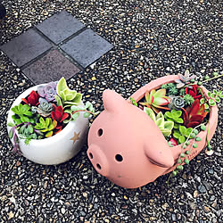 多肉植物初心者/多肉植物寄せ植え/ねこのいる生活/雑貨/猫スペース...などのインテリア実例 - 2020-04-15 20:01:23