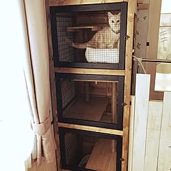 棚/キャットゲージ/ゲージDIY/キャットタワー/ワイヤーネット...などのインテリア実例 - 2016-12-12 14:32:56