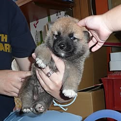 玄関/入り口/連投すみません/犬部♪/犬ばかりでスイマセン/family❤️...などのインテリア実例 - 2015-05-02 23:30:23