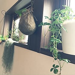 壁/天井/植木鉢/休日/リラックス/観葉植物...などのインテリア実例 - 2017-02-18 21:43:17