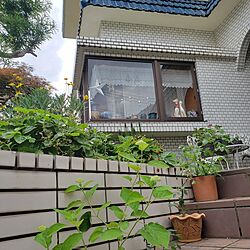 庭/夏/草花のある暮らしのインテリア実例 - 2024-05-21 14:23:40