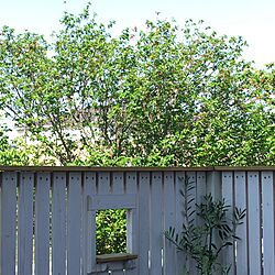 玄関/入り口/オリーブの木/さくらんぼ/ウッドフェンスDIY/DIYのインテリア実例 - 2016-05-05 08:35:25