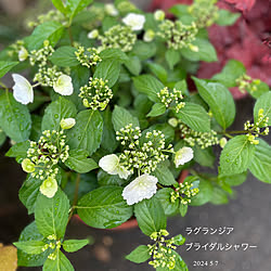 ベッド周り/紫陽花コーナー/挿木で増えた紫陽花/ラグランジアクリスタルヴェール/ラグランジア ブライダルシャワー...などのインテリア実例 - 2024-05-08 06:44:40