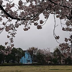 桜のインテリア実例 - 2024-04-08 10:53:28