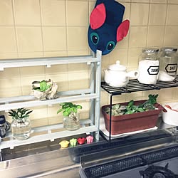 キッチン/少しずつ変化してます/賃貸マンション/すのこﾘﾒｲｸ/観葉植物増やしたい...などのインテリア実例 - 2014-11-05 23:10:31