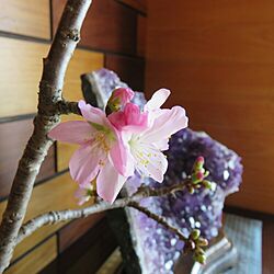玄関/入り口/花のある暮らし/玄関/桜のインテリア実例 - 2016-03-14 12:28:12