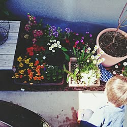 玄関/入り口/多肉植物/観葉植物/植物/雑貨のインテリア実例 - 2015-02-02 10:27:28