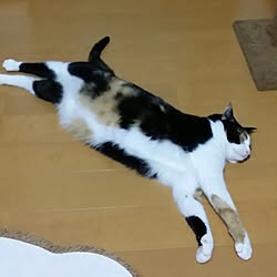 机/ねこのいる風景のインテリア実例 - 2016-03-04 16:07:14