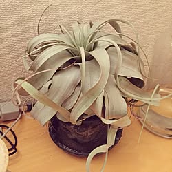 観葉植物/一人暮らしのインテリア実例 - 2015-10-02 10:06:30