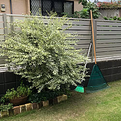 芝生の庭/花のある暮らし/癒しの時間/植物のある暮らし/こどもと暮らす...などのインテリア実例 - 2019-08-25 13:28:27