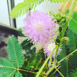 観葉植物/多肉寄せ植え/植物のある暮らし/観葉植物/カフェ風...などのインテリア実例 - 2020-07-27 11:13:18