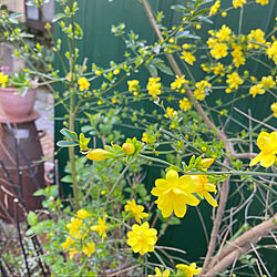 お庭の黄梅♡満開だよん♪/４月4日/花のある暮らし/スウェーデンアイビーの輪/グラスジェムコーン部...などのインテリア実例 - 2020-04-04 09:27:51