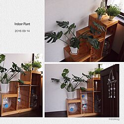 玄関/入り口/IKEA/観葉植物/ハワイウォーターのインテリア実例 - 2016-09-14 17:20:10