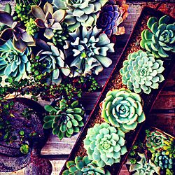 玄関/入り口/succulents/古道具/ワイヤープランツ/インテリアグリーン...などのインテリア実例 - 2015-11-04 14:13:28