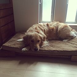 ベッド周り/コストコのペット用マット/DIY/愛犬と暮らす家のインテリア実例 - 2016-05-06 16:00:02