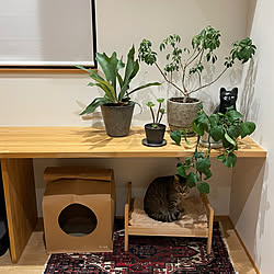 植物/平屋暮らし/猫と暮らす/猫と暮らす家/ねこと暮らす...などのインテリア実例 - 2023-12-04 22:35:18