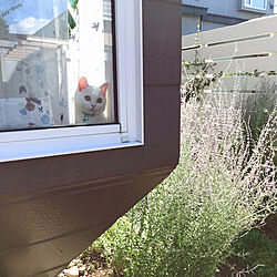 YKK AP 窓/ロシアンセージ/出窓のグリーン/窓辺のインテリア/猫と暮らす...などのインテリア実例 - 2020-08-23 11:07:39