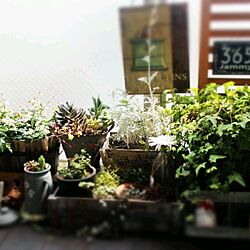 玄関/入り口/DIY/植物/ベランダガーデンのインテリア実例 - 2014-01-28 10:31:50
