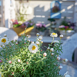 花かんざし/花のある暮らし/フォローありがとうございます♪/花の寄せ植え/Instagram→r_6cafe...などのインテリア実例 - 2019-12-28 21:09:42