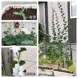 玄関/入り口/日替わり投稿企画!木曜日/植物/ひょうたん/グリーンカーテン...などのインテリア実例 - 2017-07-28 09:00:28