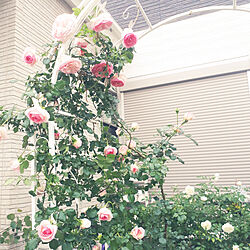 部屋全体/薔薇のある暮らし/5月の庭/お庭のお花♡/しょくぶつのある暮らし...などのインテリア実例 - 2021-05-16 17:34:45
