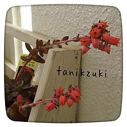 棚/多肉植物/DIY/tanikzuki/自宅販売...などのインテリア実例 - 2014-03-13 21:01:59