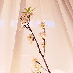 リビング/桜のインテリア実例 - 2016-03-22 13:05:12
