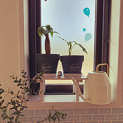 小窓/リビングの窓/観葉植物/ジョウロ/IKEA...などのインテリア実例 - 2021-01-29 12:32:35
