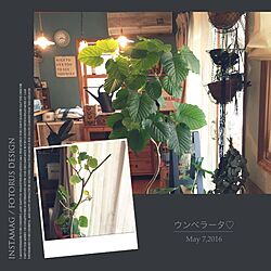 植物/ミルクガラス/ペンダントライト/whity colors/ウンベラータ...などのインテリア実例 - 2016-07-14 08:40:33