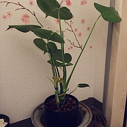 玄関/入り口/#100均/観葉植物/玄関のインテリア実例 - 2017-03-20 18:51:46