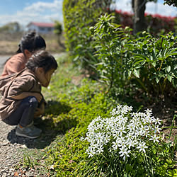 オーニソガラムかな？/ひめいわだれ草/へびいちご/花のある暮らし/庭の花...などのインテリア実例 - 2020-04-29 09:55:30